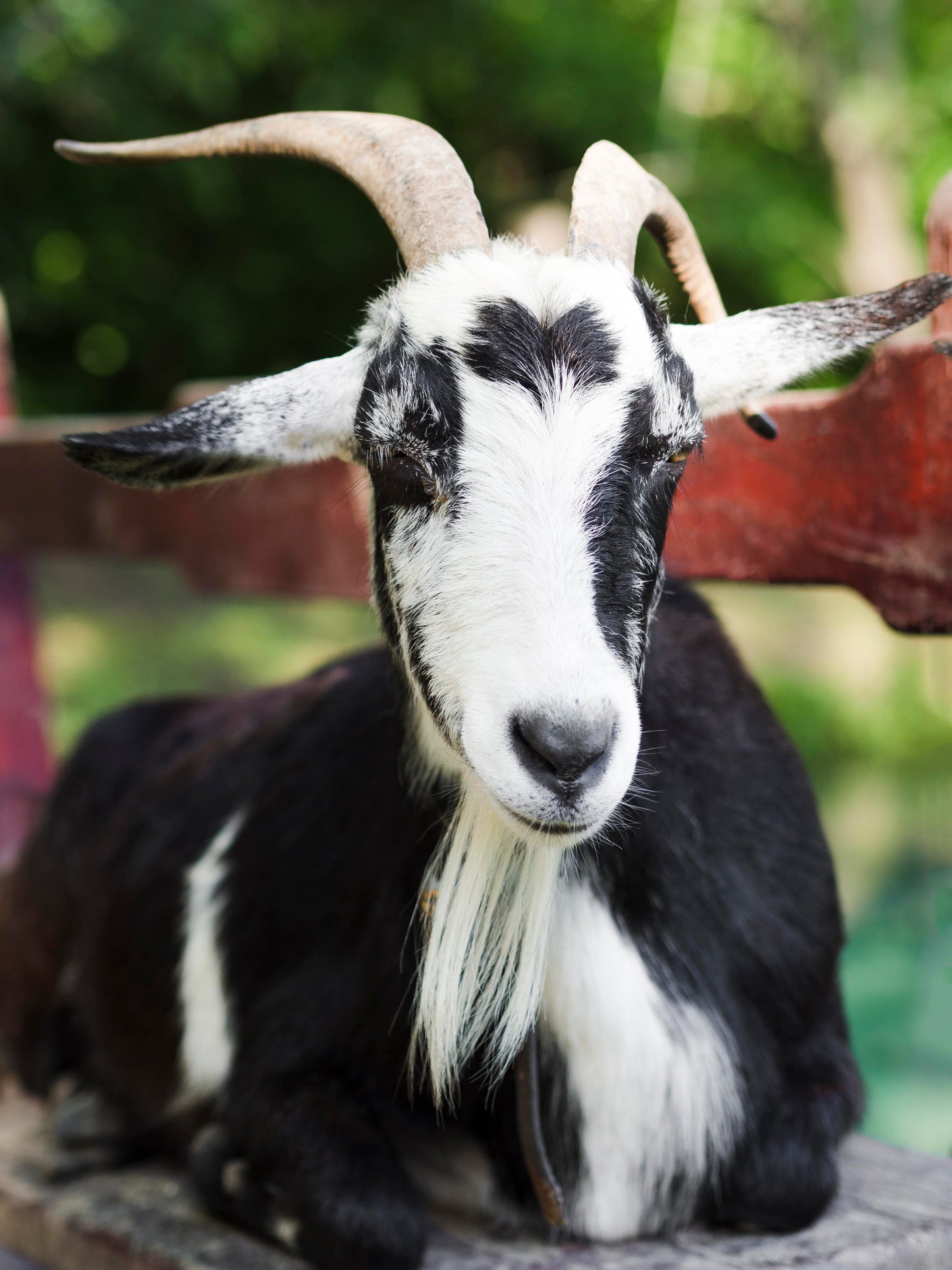 Jev Ni Bakri