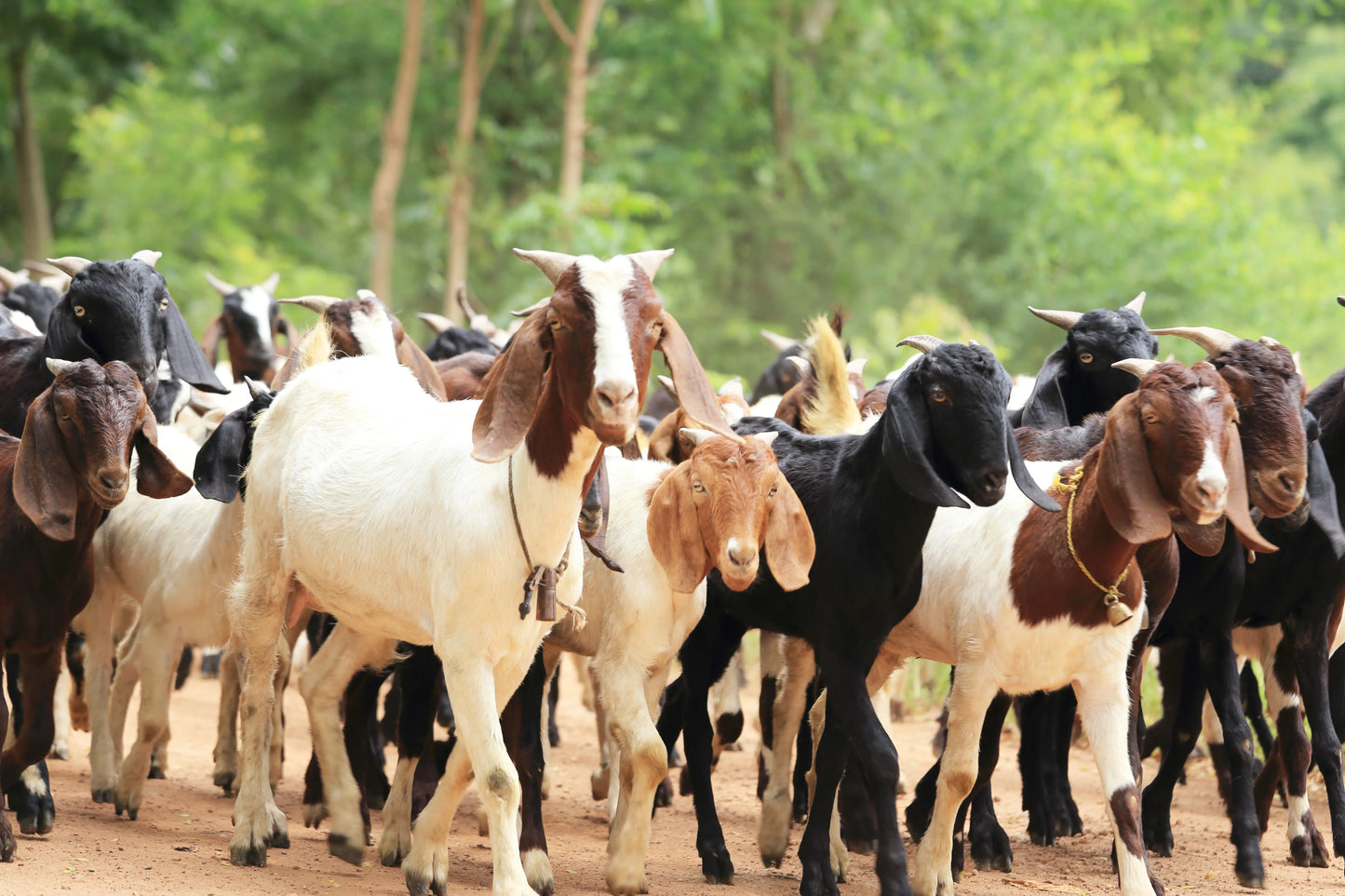 Eid-ul-Adha