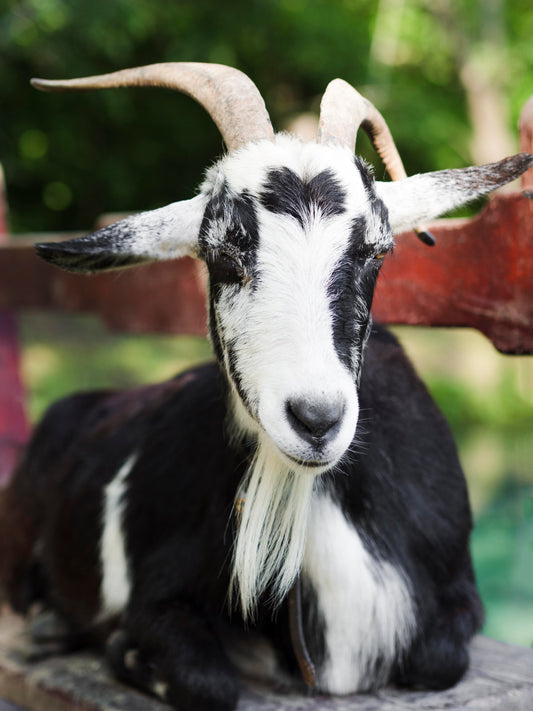 Jev Ni Bakri