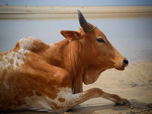 Eid-ul-Adha