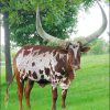 cow